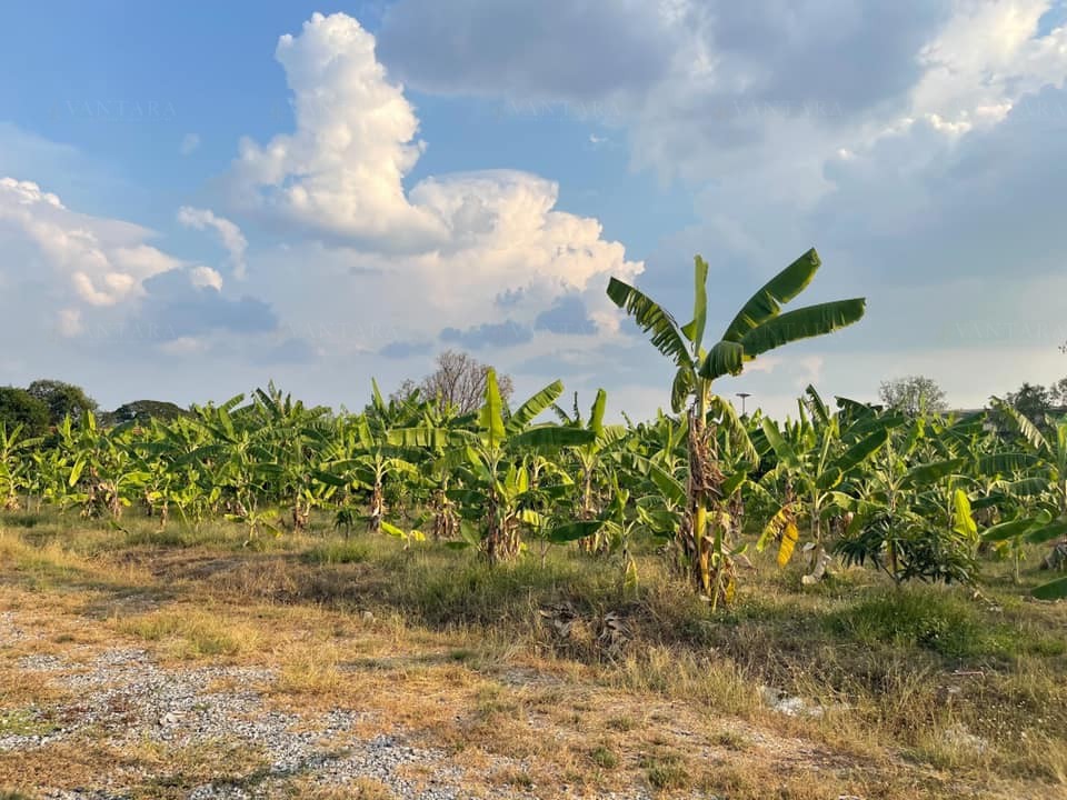 Vacant land for rent, Bang Phli–King Kaeo–Thepharak area Preview 7